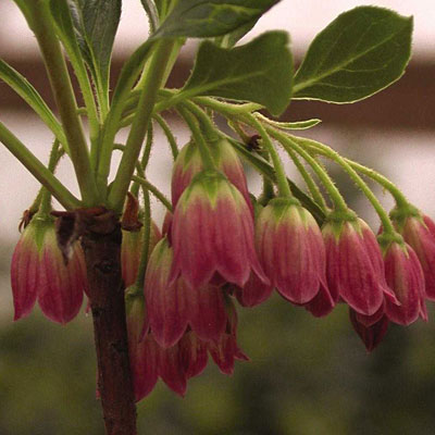 Enkianthus