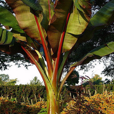 Ensete ventricosum 'Maurelii'