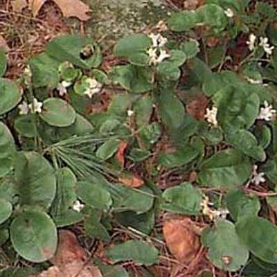 Epigaea
