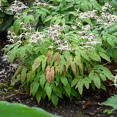Epimedium x 'Domino'