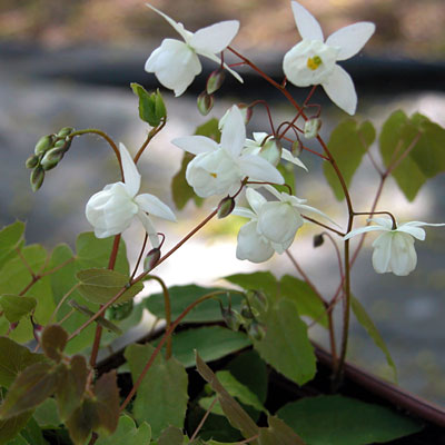Epimedium y. 'Niveum'