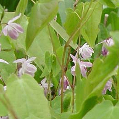 Epimedium y. 'Roseum'