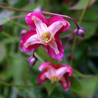 Epimedium alpinum 'Rubrum'
