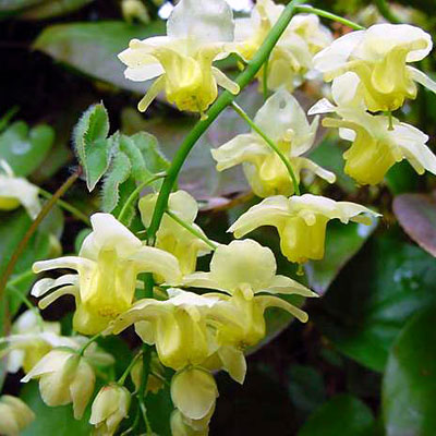 Epimedium v. 'Sulphureum'