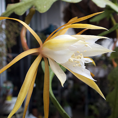 Epiphyllum anguliger