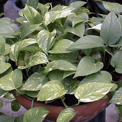 Epipremnum aureum