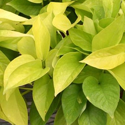 Epipremnum pinnatum 'Neon'