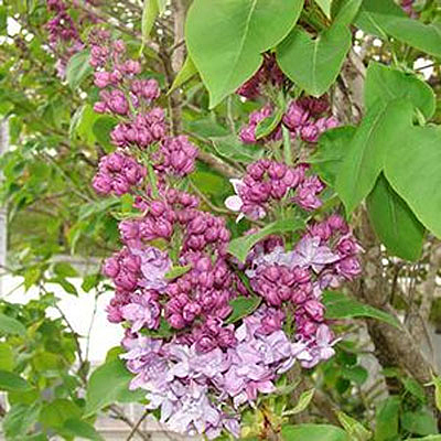 Syringa x 'Equinox Valley'