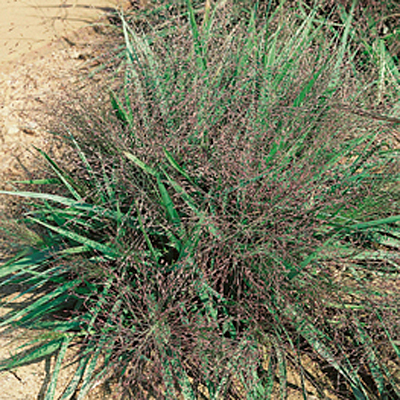 Eragrostis spectabilis