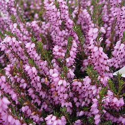 Erica carnea 'Pink'
