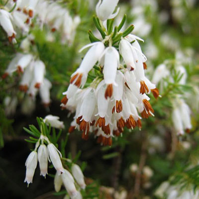 Erica carnea 'White'