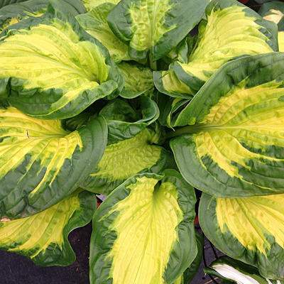 Hosta 'Etched Glass'