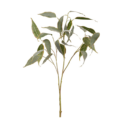 Eucalyptus Spray - Green Brown