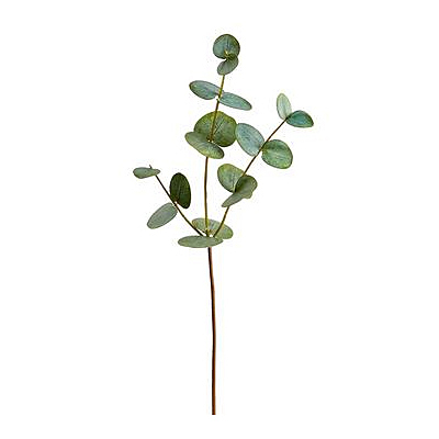 Eucalyptus Spray - Green