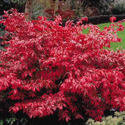 Euonymus alatus