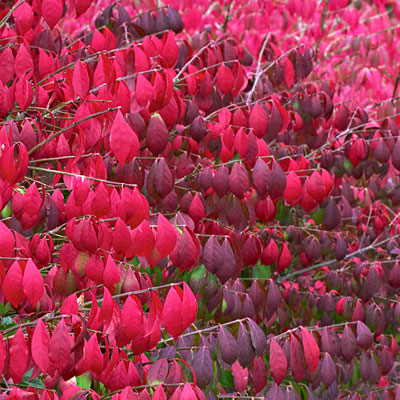 Euonymus a. 'Compactus'