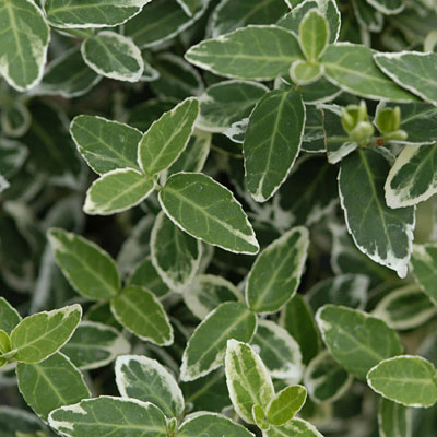 Euonymus f. 'Emerald Gaiety'