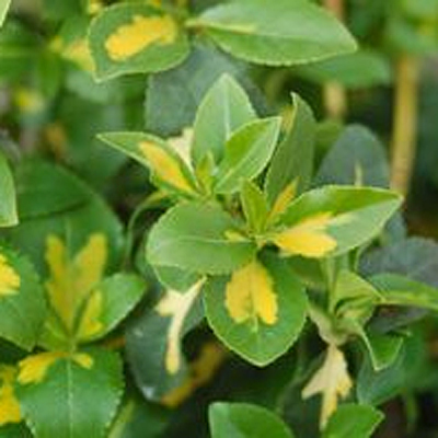 Euonymus F Moonshadow Creeping Euonymus Estabrook S Euonymus F Moonshadow Creeping Euonymus Estabrook S