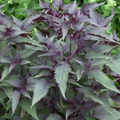 Eupatorium r. 'Chocolate'