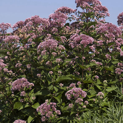 Eupatorium m. 'Gateway'