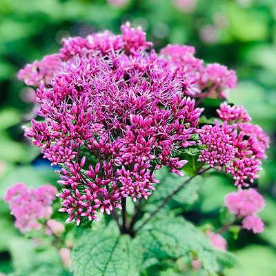 Eupatorium d. 'Little Joe'