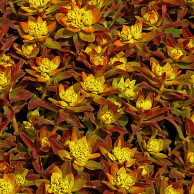 Euphorbia p. 'Bonfire'