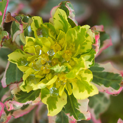 Euphorbia p. 'First Blush'
