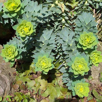 Euphorbia myrsinites