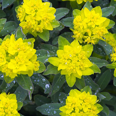 Euphorbia polychroma