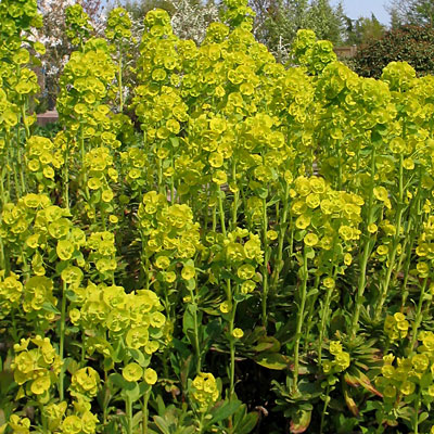 Euphorbia a. var. 'Robbiae'