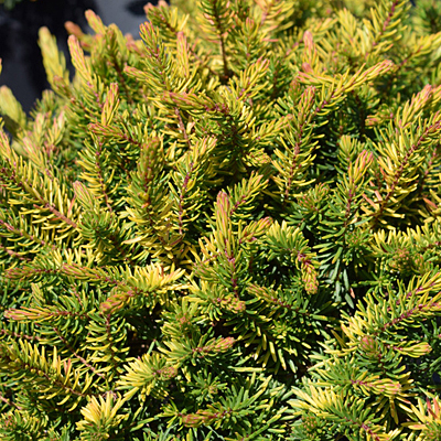Erica x d. 'Eva Gold'