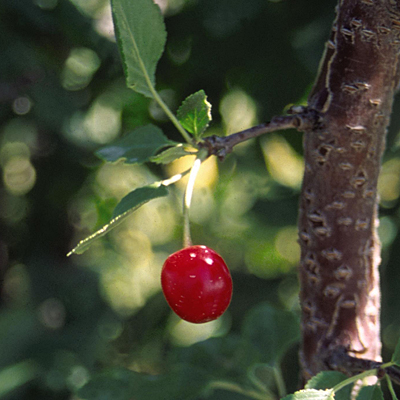 Prunus x 'Evans Bali'