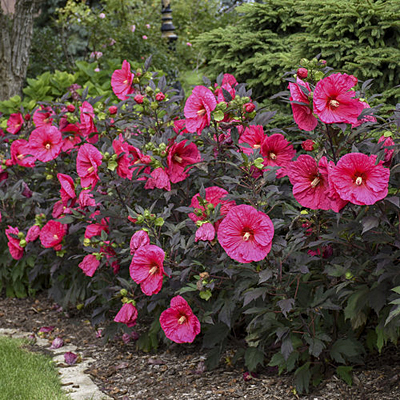 Hibiscus 'Summerific Evening Rose'