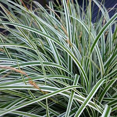 Carex o. 'Evercolor Everest'