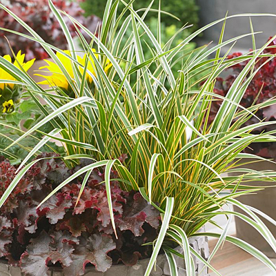 Carex o. 'Evercolor Everglow'