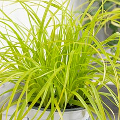 Carex o. 'Evercolor Everillo'