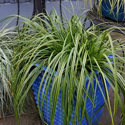 Carex o. 'Evercolor Everlime'