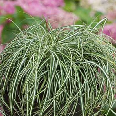 Carex o. 'Evercolor Everlite'