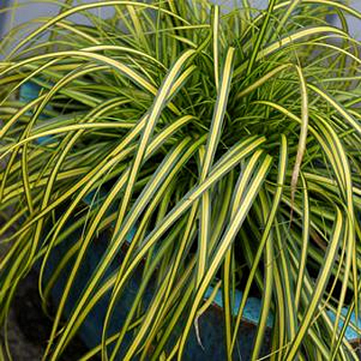 Carex o. 'Evercolor Eversheen'