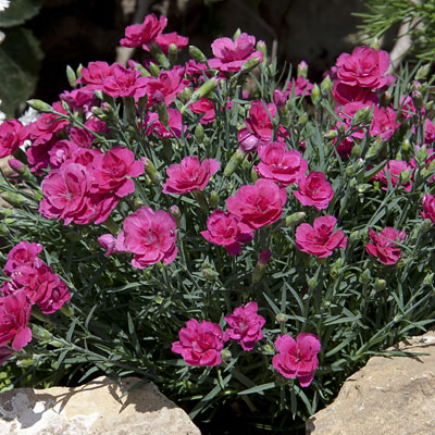 Dianthus x 'Everlast Dark Pink'