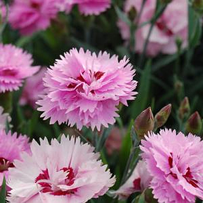 Dianthus x 'Everlast Lavender Eye'