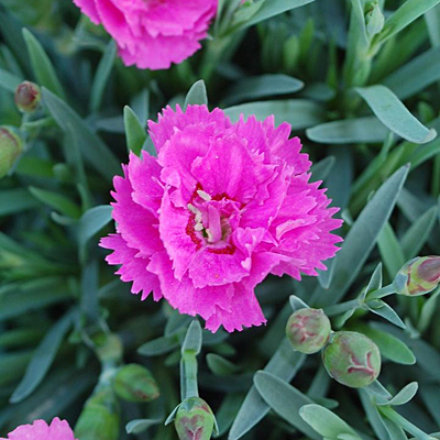 Dianthus x 'Everlast Orchid'