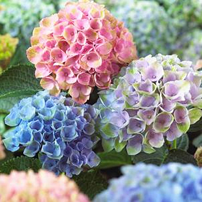 Hydrangea m. 'Everlasting Revolution'