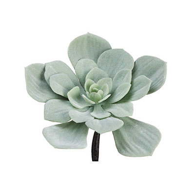 Succulent - Echeveria GR/FS