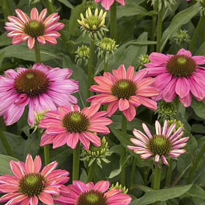 Echinacea x 'Evolution Colorific'