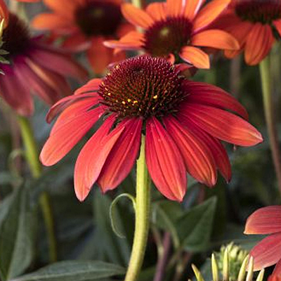 Echinacea x 'Evolution Fiesta'