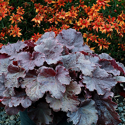 Heuchera x 'Northern Exposure Black'
