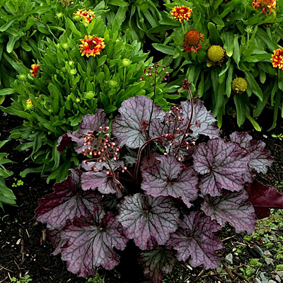 Heuchera x 'Northern Exposure Purple'