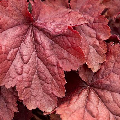 Heuchera x 'Northern Exposure Red'