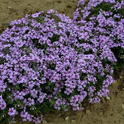 Phlox sub. 'Eye Candy'